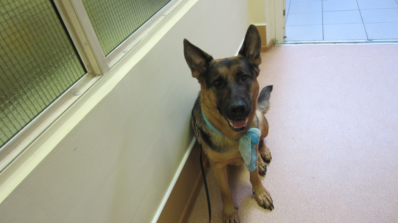 Hospital. - My, Longpost, Dogs and people, German Shepherd, Dog