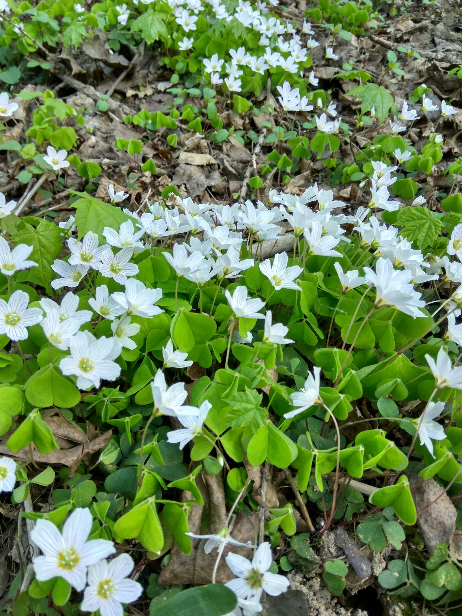 Need help, what a flower. - My, Help, Flowers, The photo, Longpost