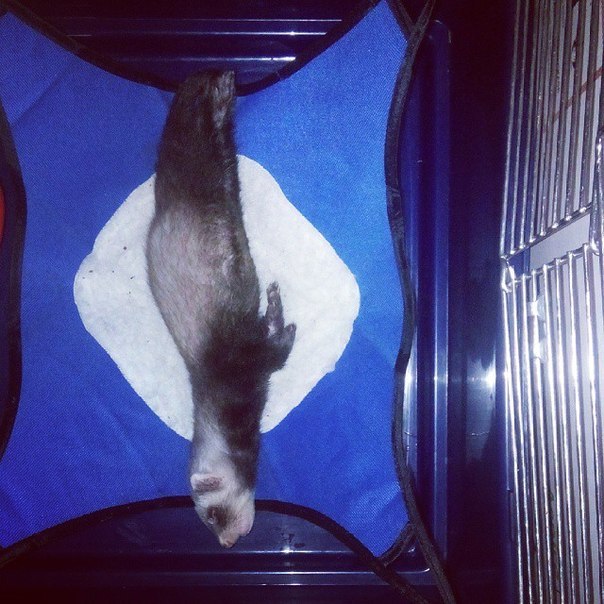 How does Horya sleep? - My, Ferret, , Pet, Pets, Longpost