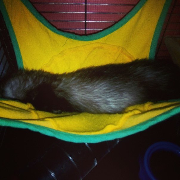 How does Horya sleep? - My, Ferret, , Pet, Pets, Longpost