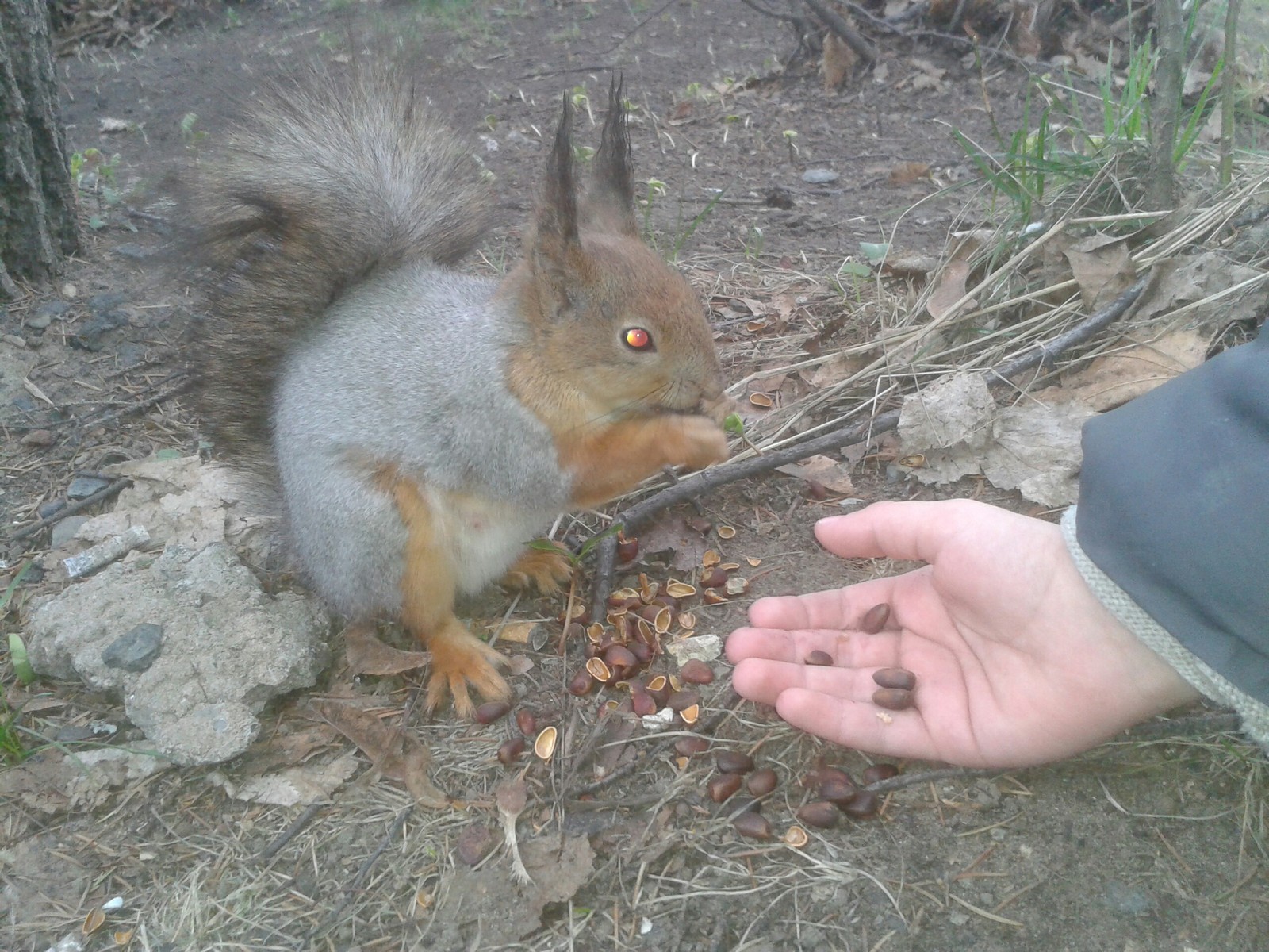 Almost tame squirrel in the park - My, Izhevsk, Walk, The park