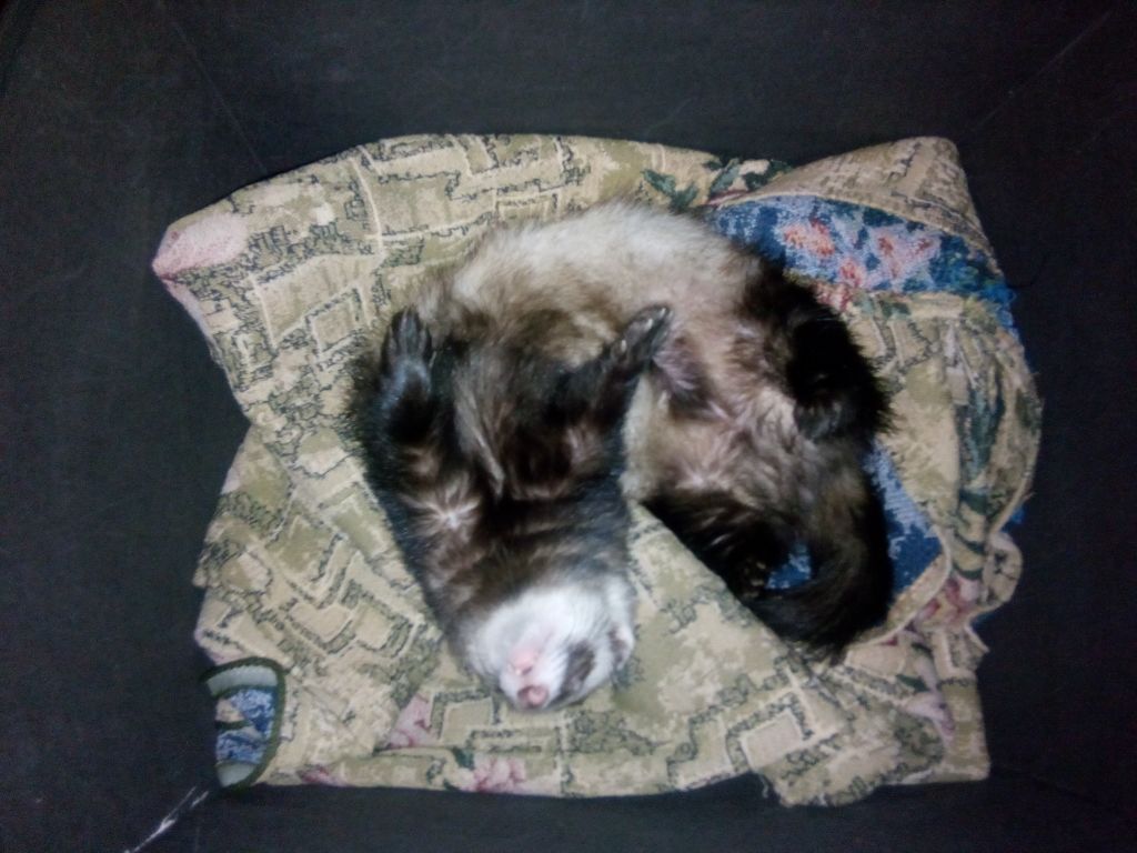 How does Horya sleep? - My, Ferret, , Pet, Pets, Longpost