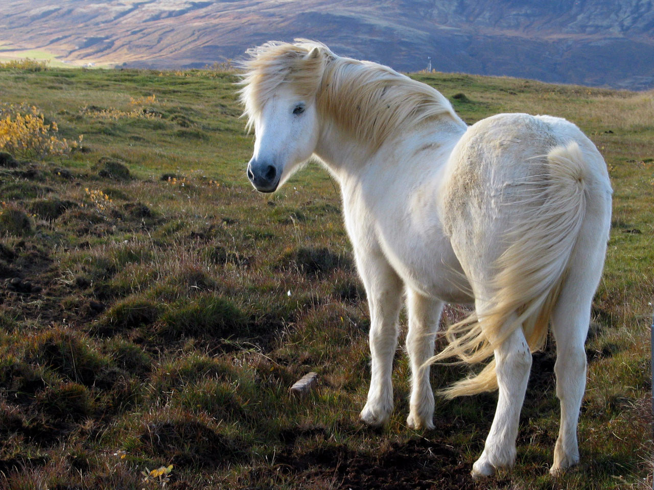 Such a different Iceland - Iceland, Facts, Longpost