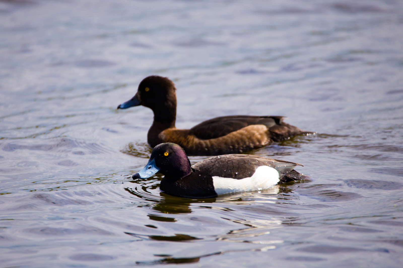 Crested duck family - My, Birds, 