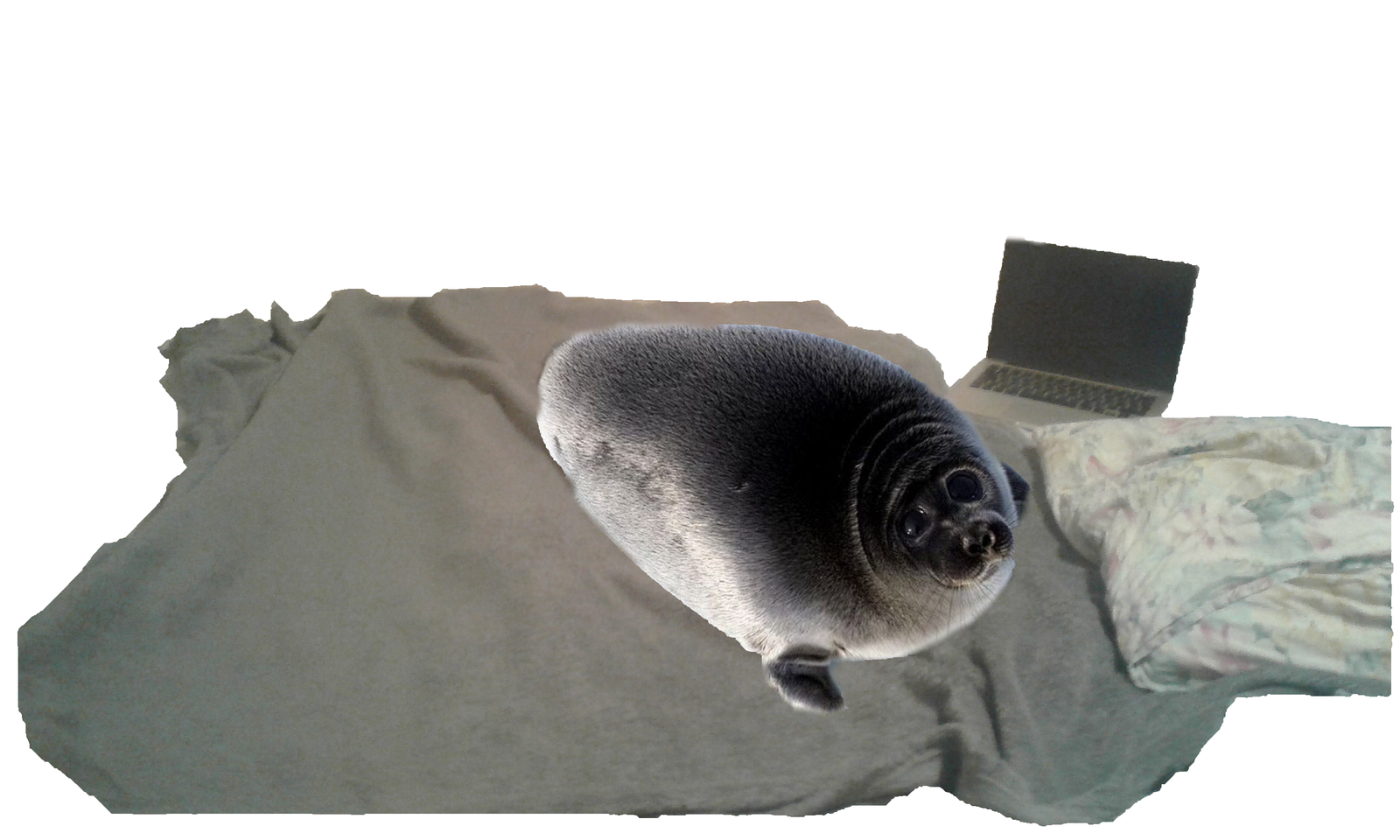 WHAT TO DO WITH A SEAL ON MY BED! E! E! E Suggest in comments!!!! - My, Seal, , , Hype, , 