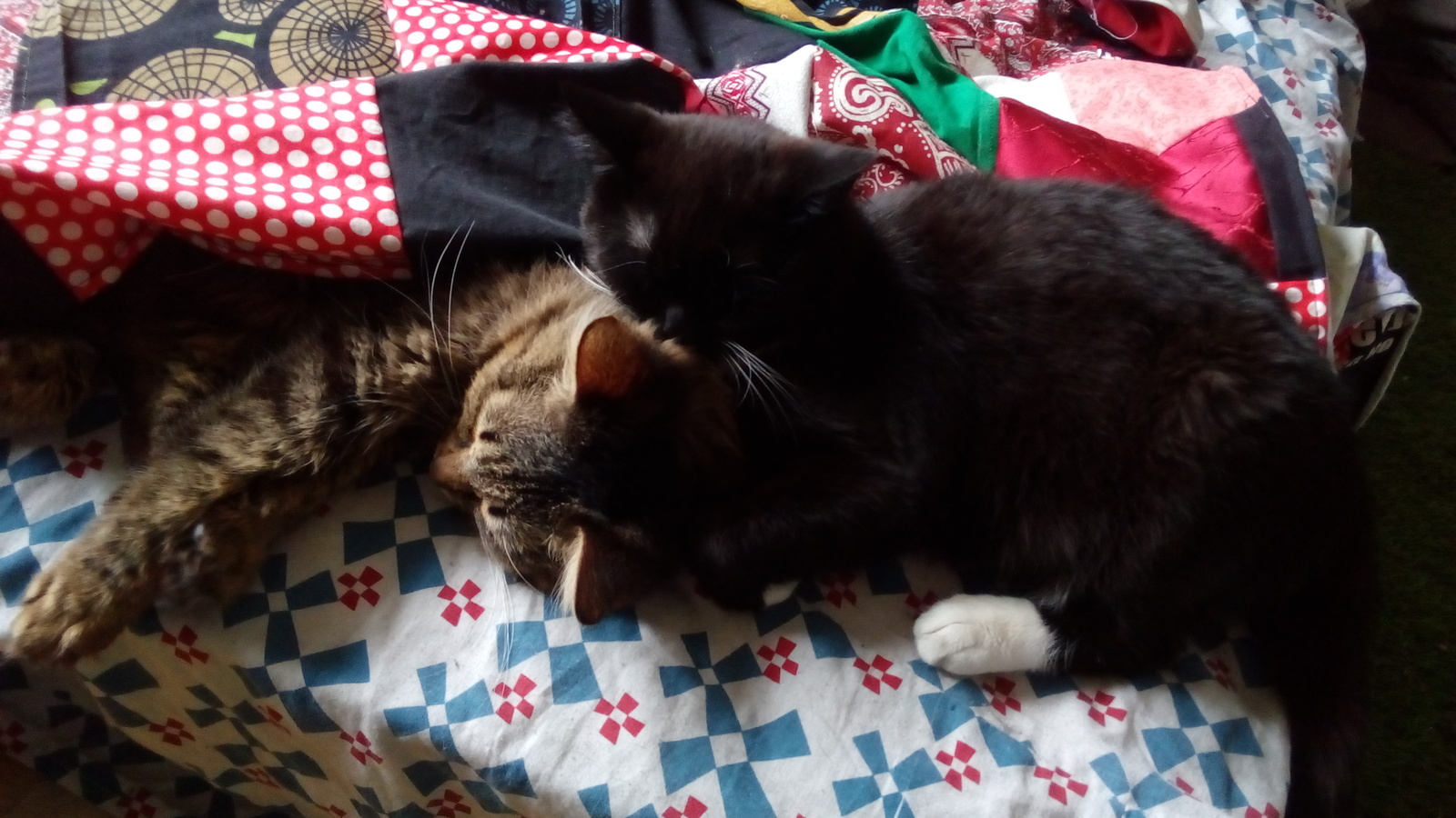 The cats were the first to check out the blanket - My, Kai Yara, Milota, Patchwork, Longpost, cat