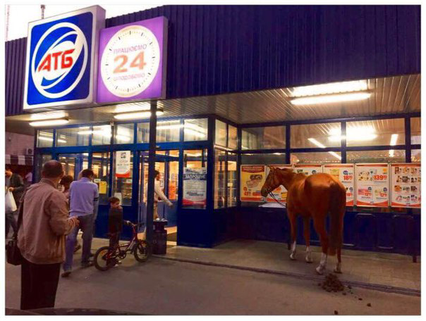 Jumped in for shopping - Horses, ATB