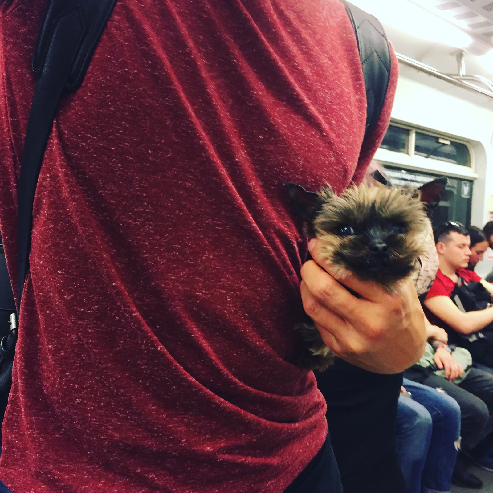 The cutest picture in the subway - My, Metro, Dog, My