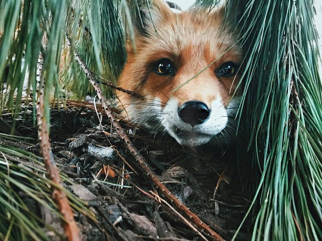 Suddenly ^^ - Fox, Fyr, Milota, Fox Juniper, Domestic fox, Animals