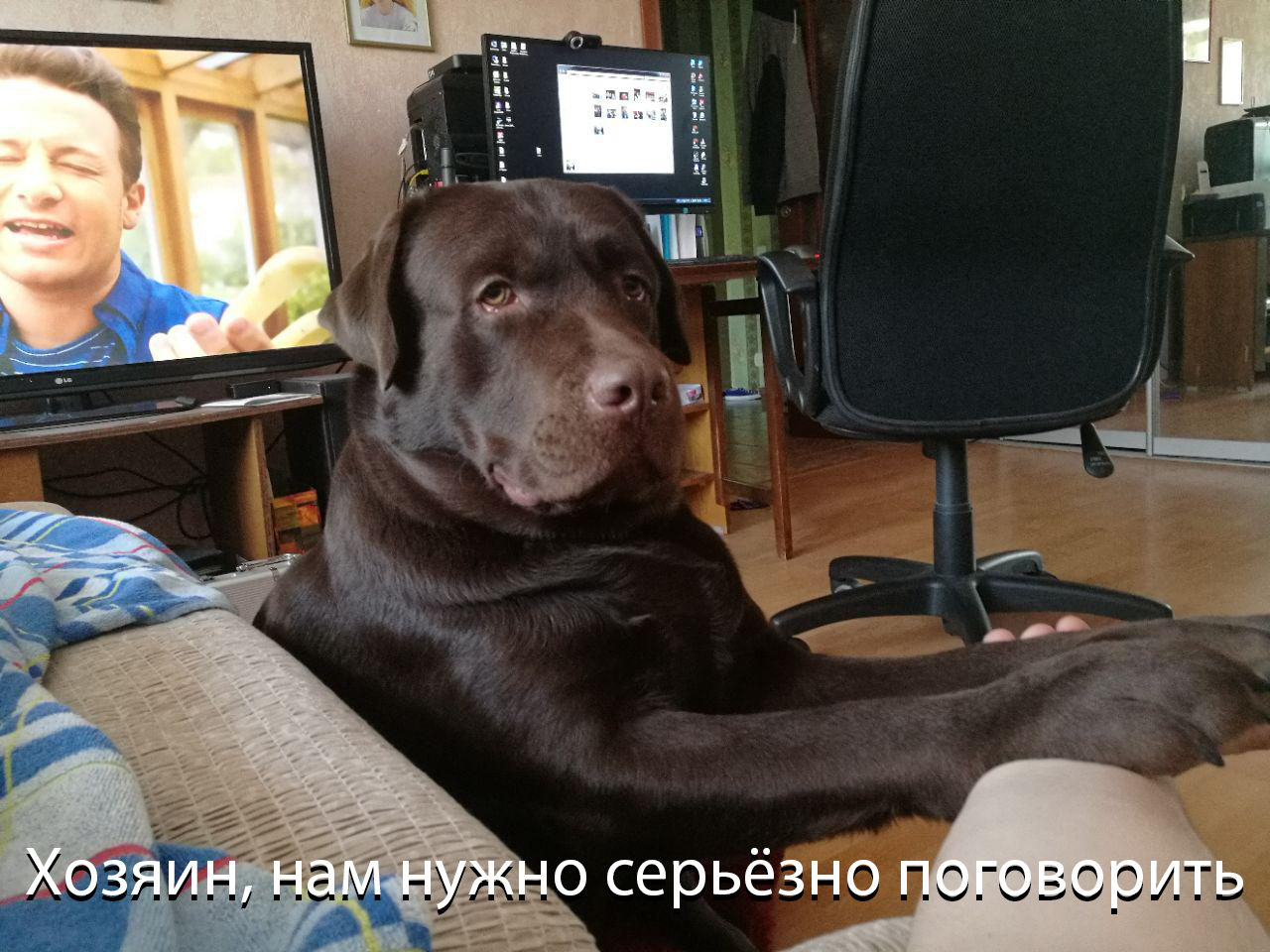 Today the dog decided to discuss some issues with me - My, Labrador, , 