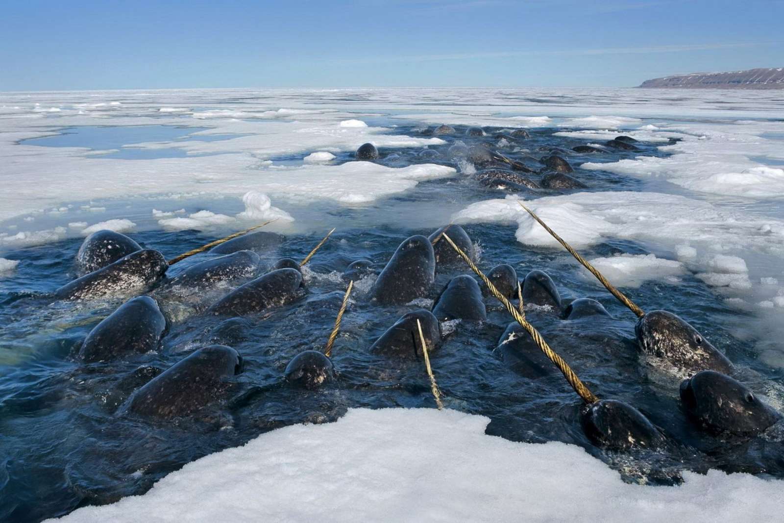Narwhals - , The photo, Longpost, Narwhals