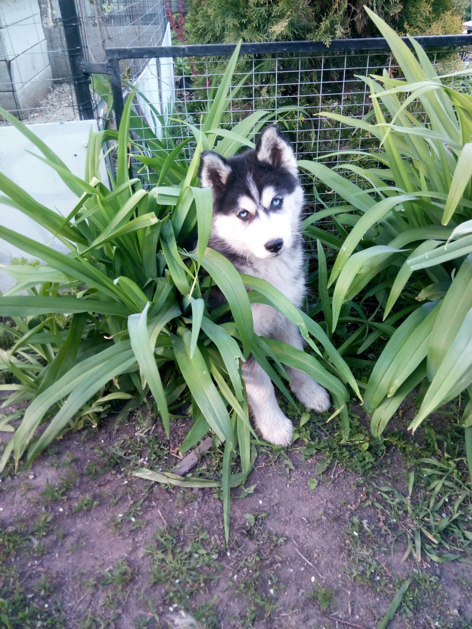 In ambush - My, Husky, Puppies, Longpost