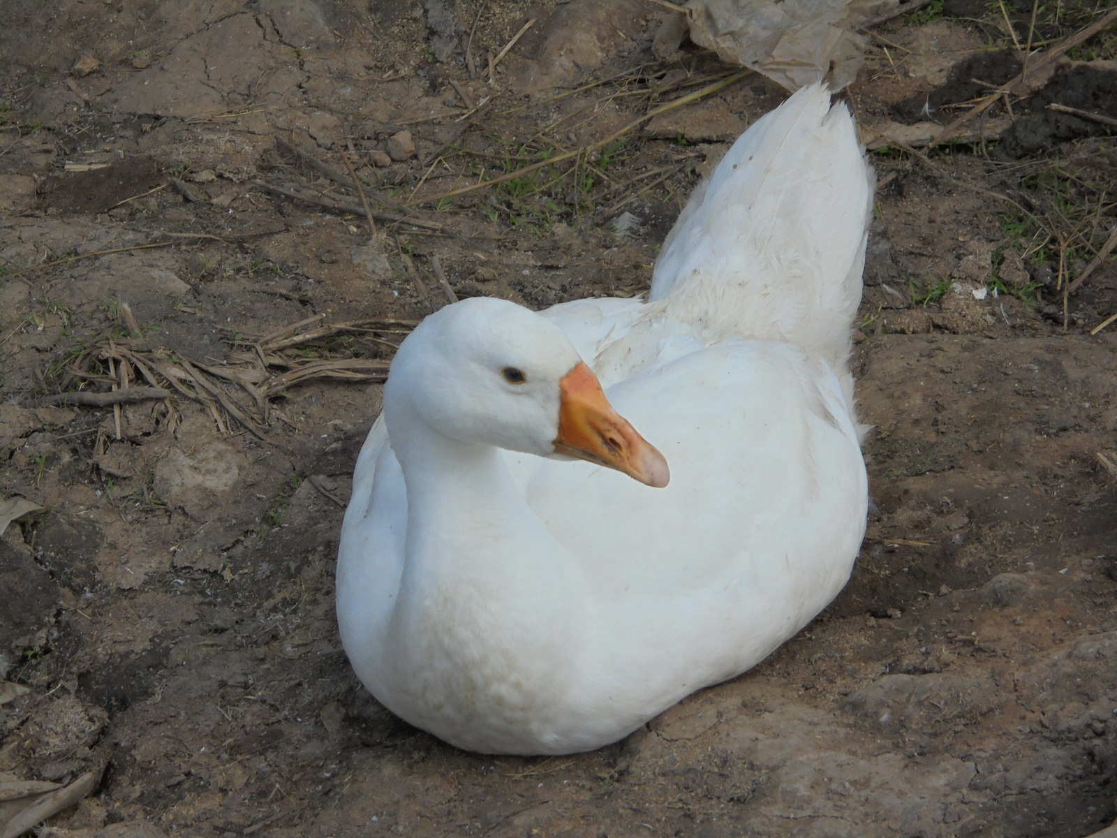 Fluffy boobies! - My, Nostalgia, Story, Гусь, Pets, Beast, The photo, Village, Birds, Longpost