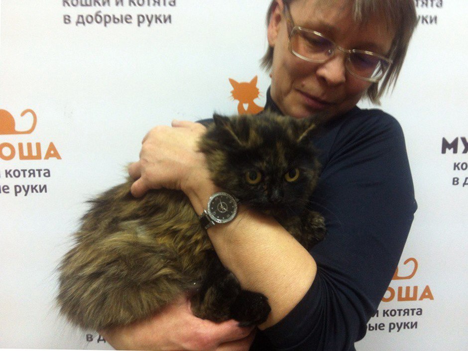 Once a cat was brought to the veterinary clinic. Put to sleep. - cat, Shelter, Betrayal, People, Kindness, Longpost