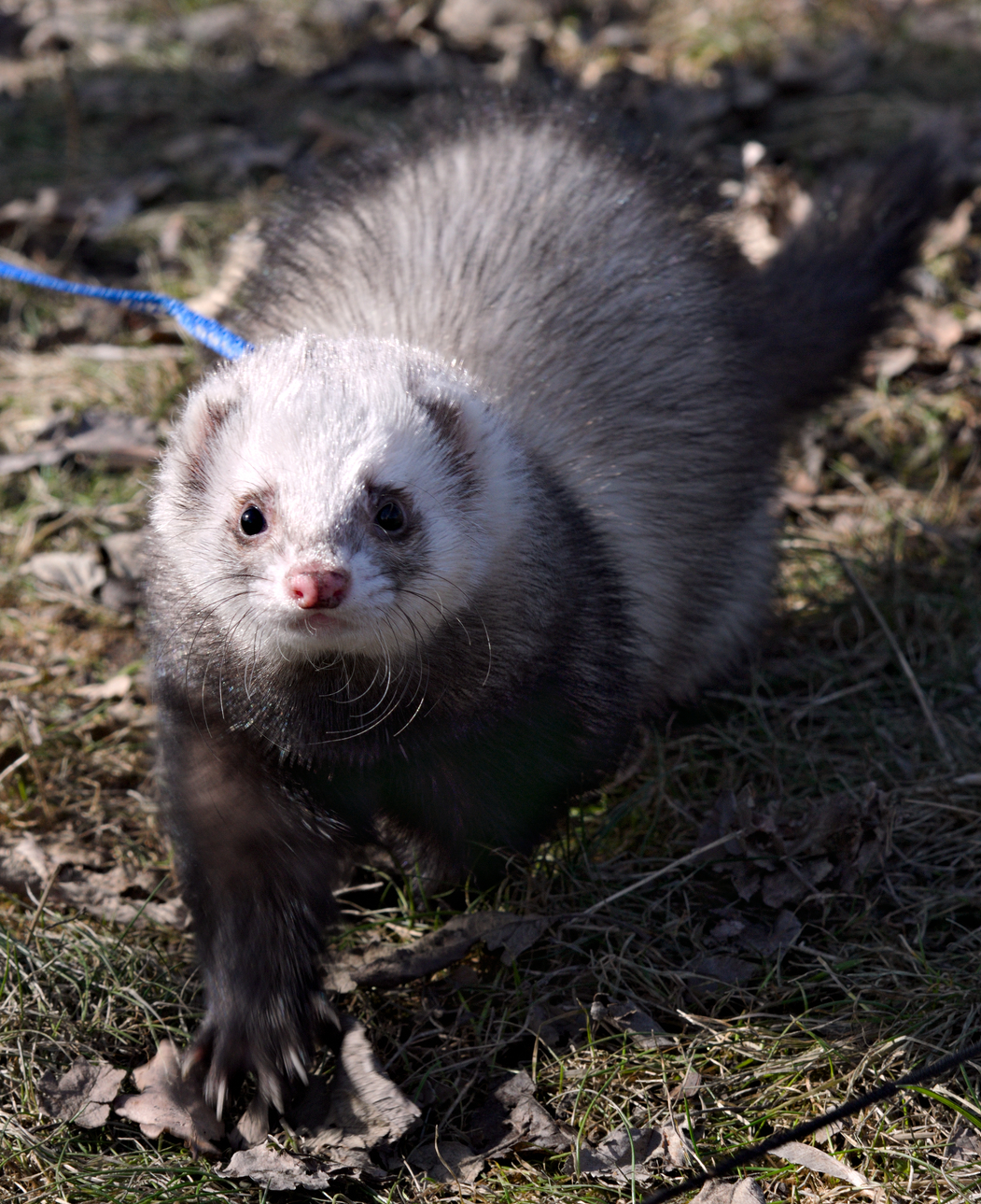 Walking with ferrets - Ferret, Pet, , Pets, Longpost