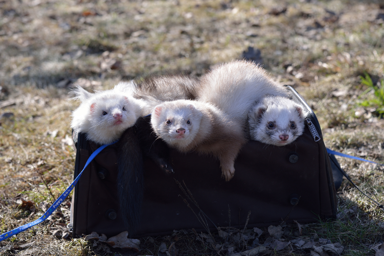 Walking with ferrets - Ferret, Pet, , Pets, Longpost