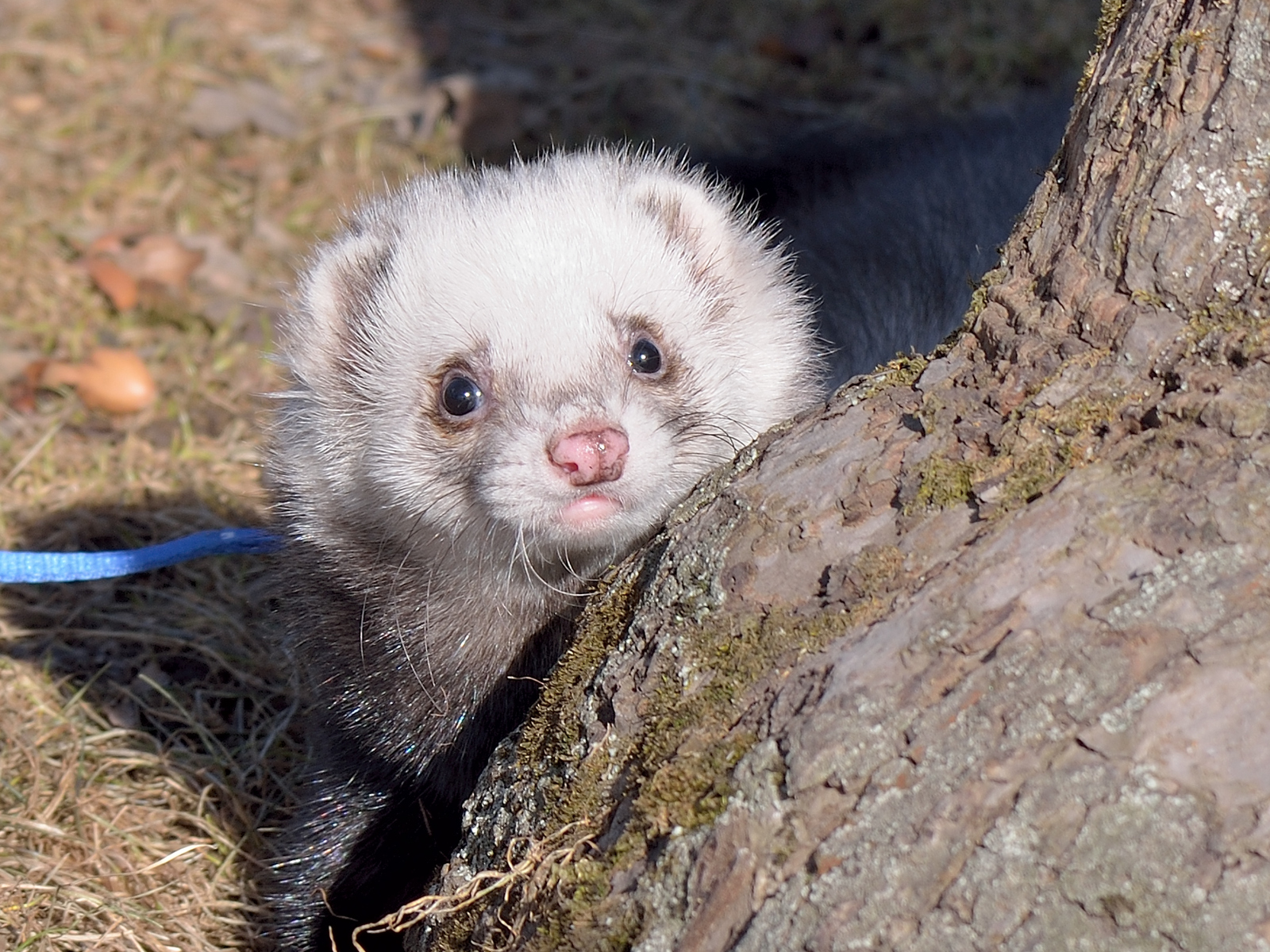 Walking with ferrets - Ferret, Pet, , Pets, Longpost