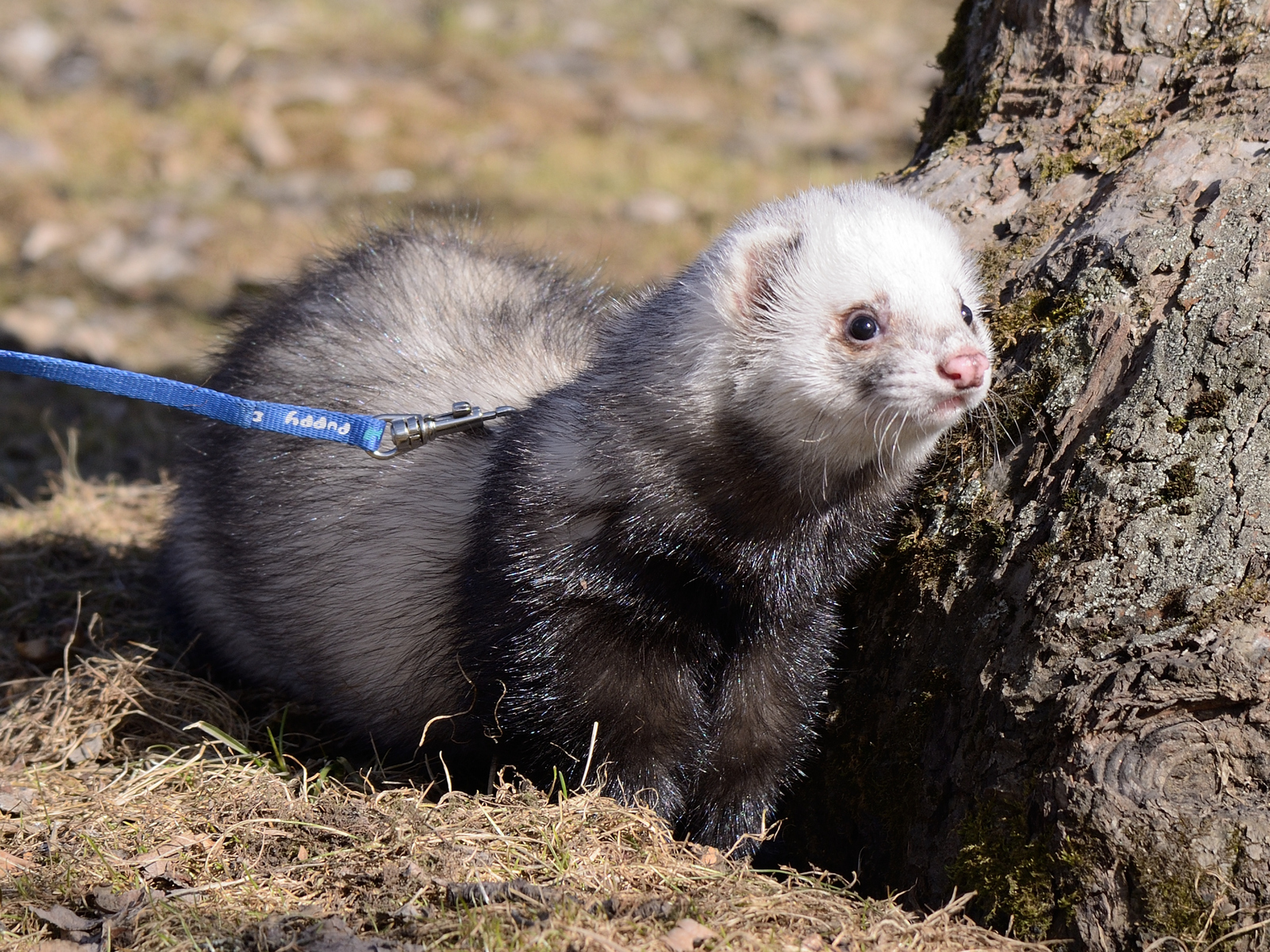 Walking with ferrets - Ferret, Pet, , Pets, Longpost