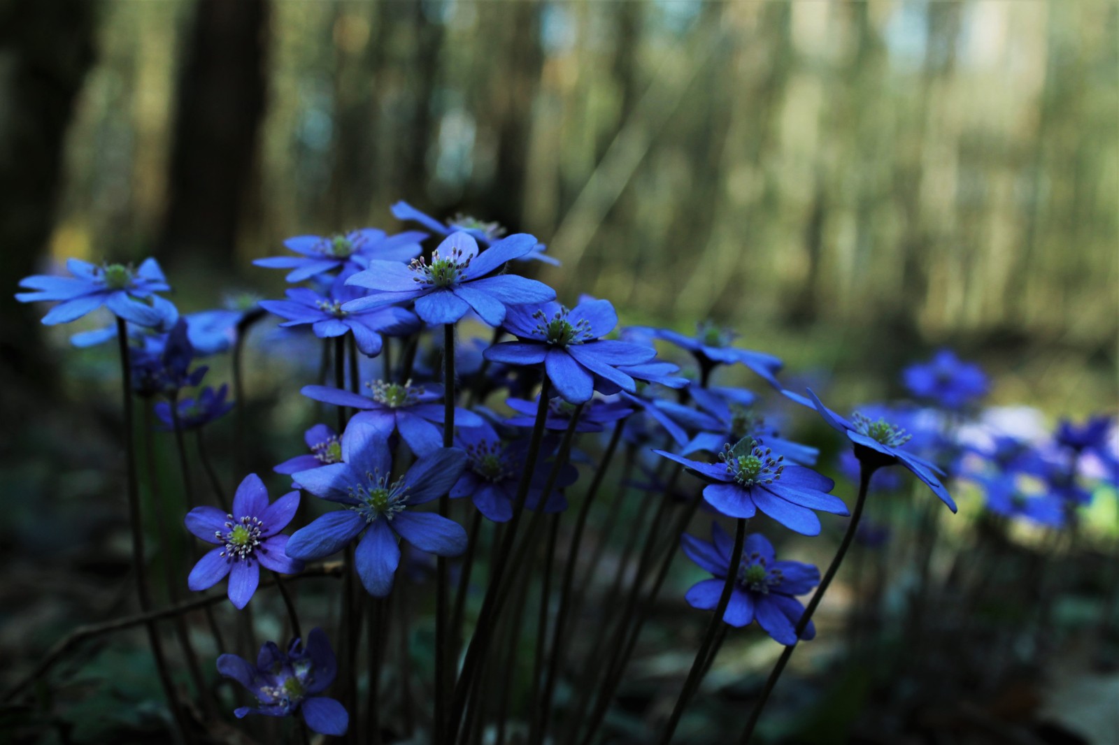 Spring flowers - My, Spring, Forest