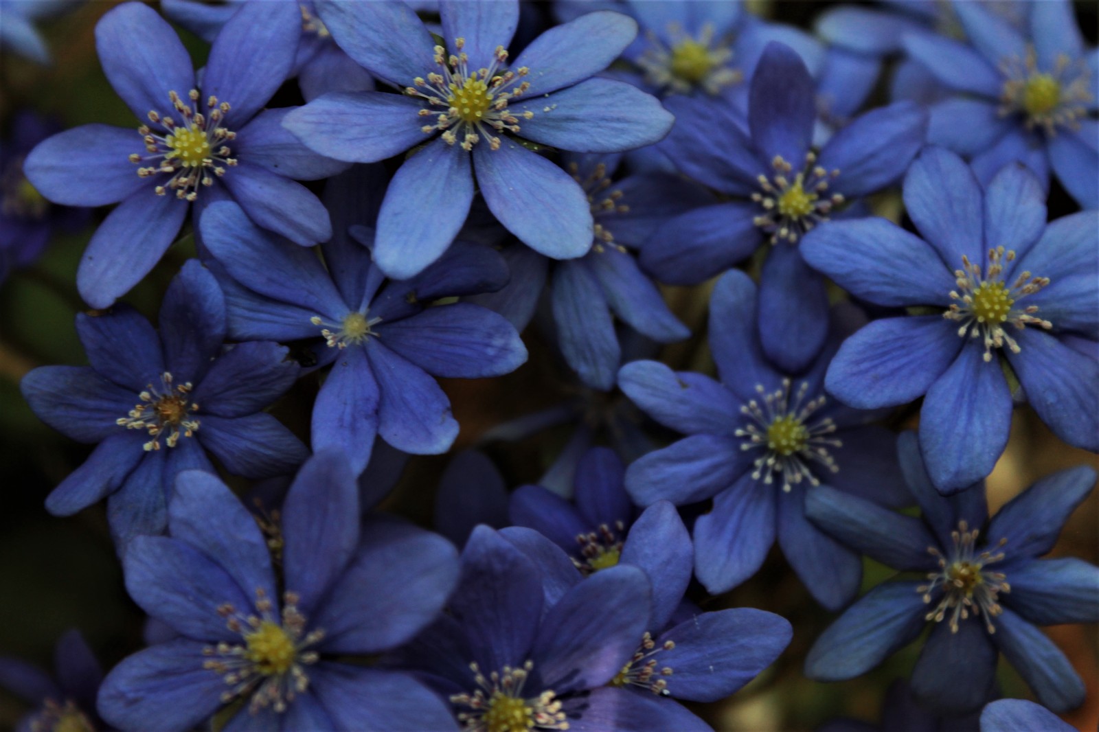 Spring flowers - My, Spring, Forest