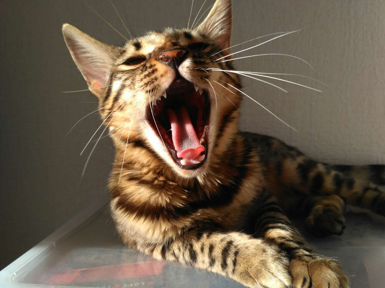 My cat Bella, affectionately Bella - My, cat, Gorgeous, , Instagram, Bounce, Yawn, Video, Longpost