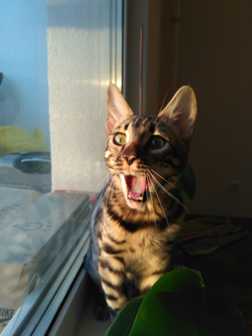 My cat Bella, affectionately Bella - My, cat, Gorgeous, , Instagram, Bounce, Yawn, Video, Longpost