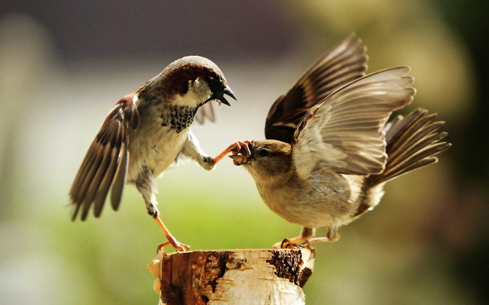 Interesting about sparrows - Interesting, Facts, Birds, Sparrow, Copy-paste, Longpost