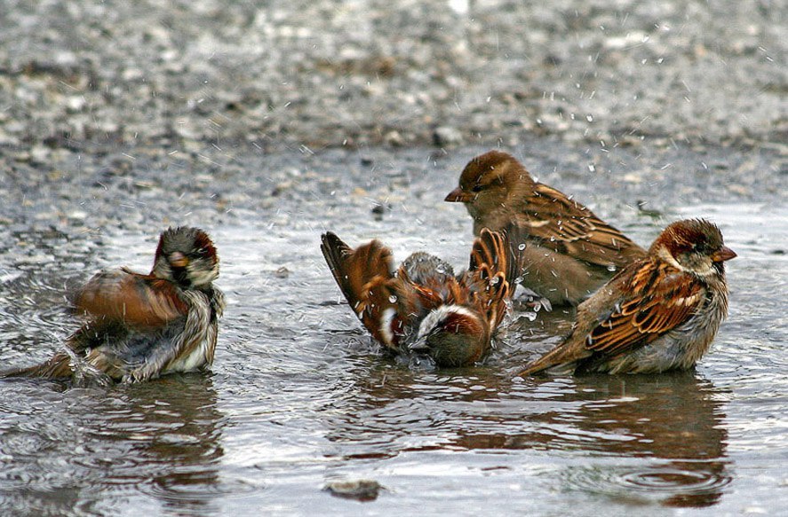 Interesting about sparrows - Interesting, Facts, Birds, Sparrow, Copy-paste, Longpost