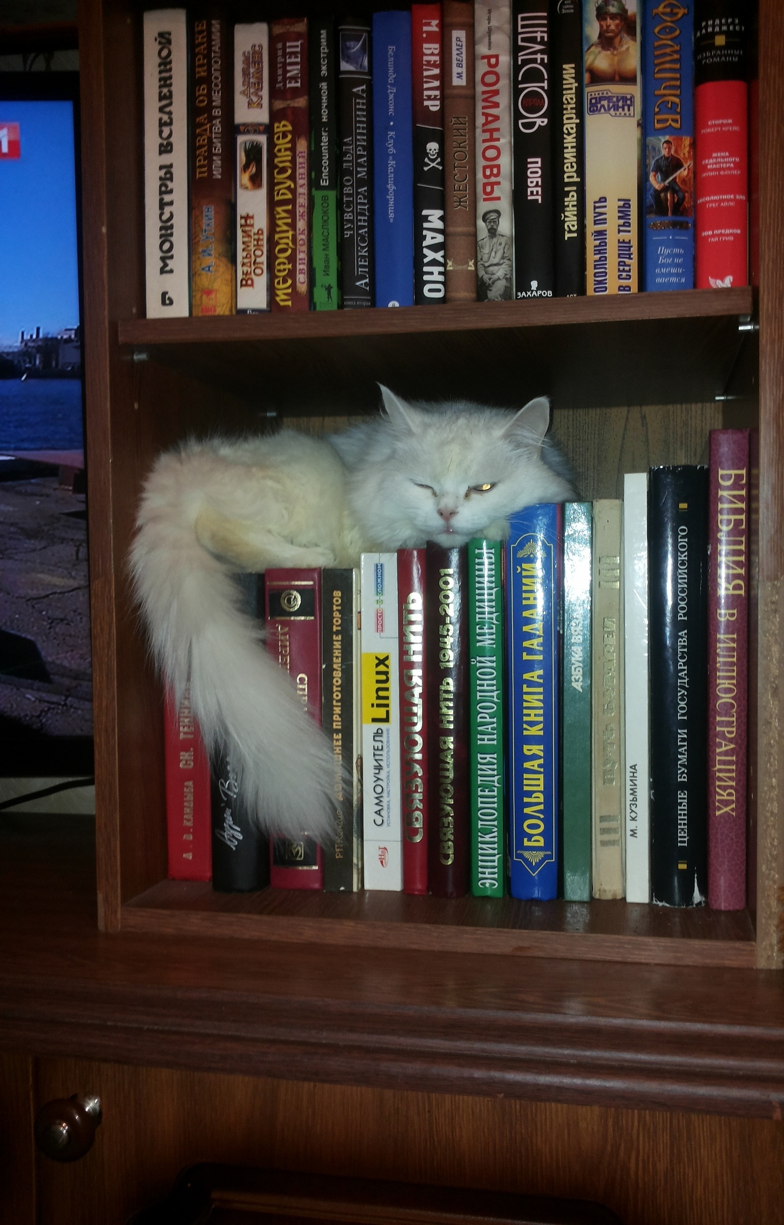 Chief home book lover - My, cat, Books, Closet