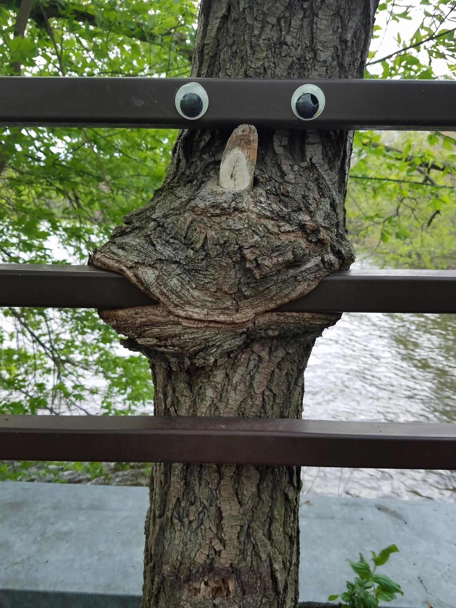 tasty fencing - The photo, Tree, Eyes