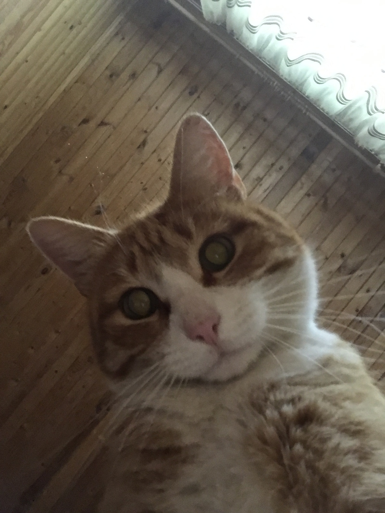 Cat selfie - My, cat, , Progress, They all know, Redheads, Longpost