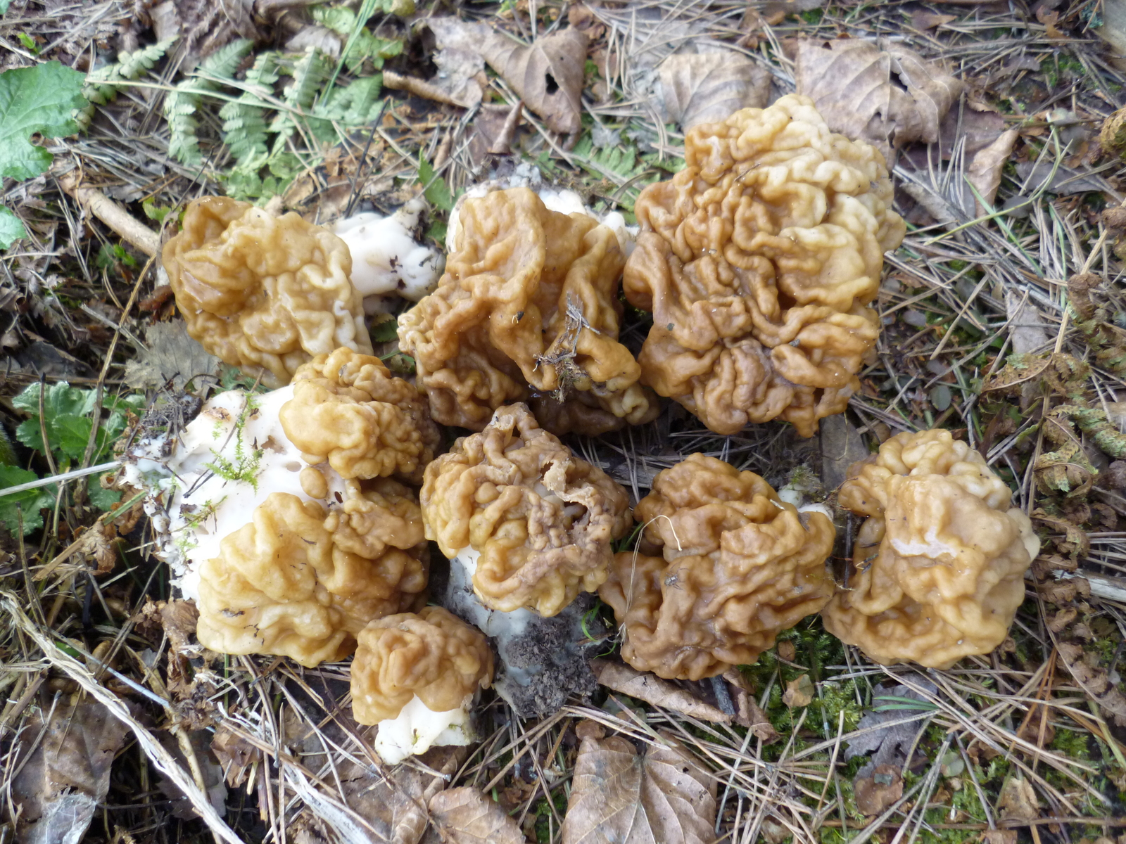 first harvest) - My, Mushrooms, Morels, Lines, Longpost