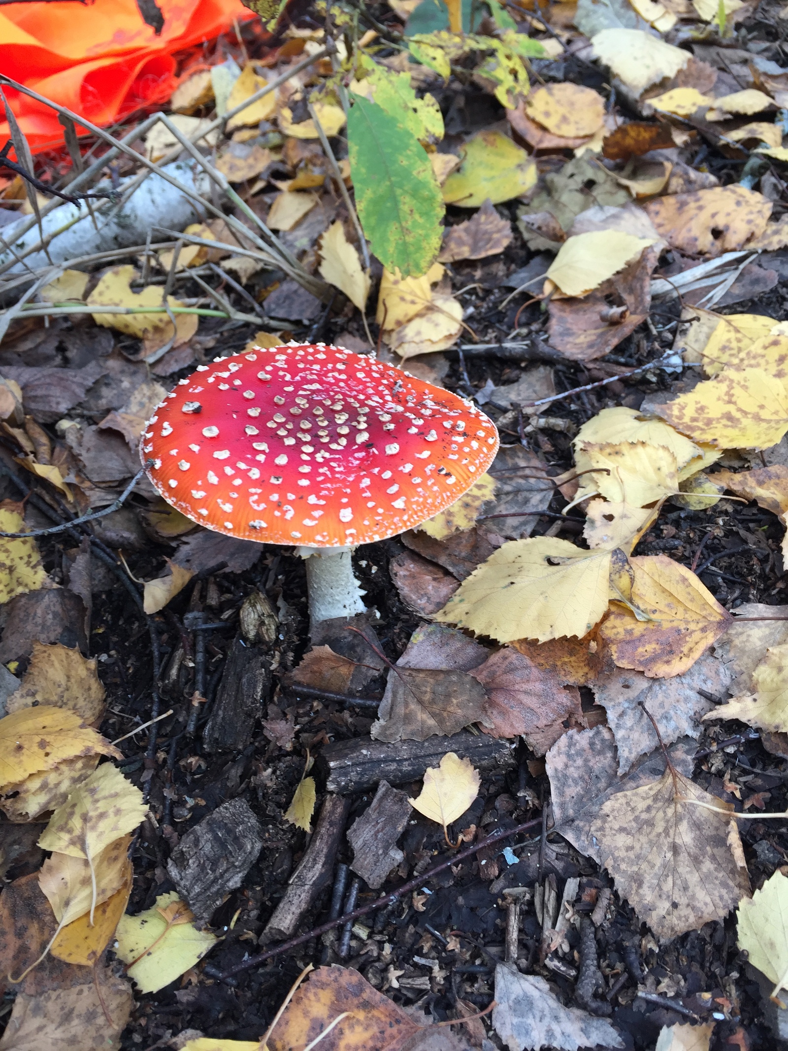 Mushroom - My, Mushrooms, Fly agaric, beauty of nature