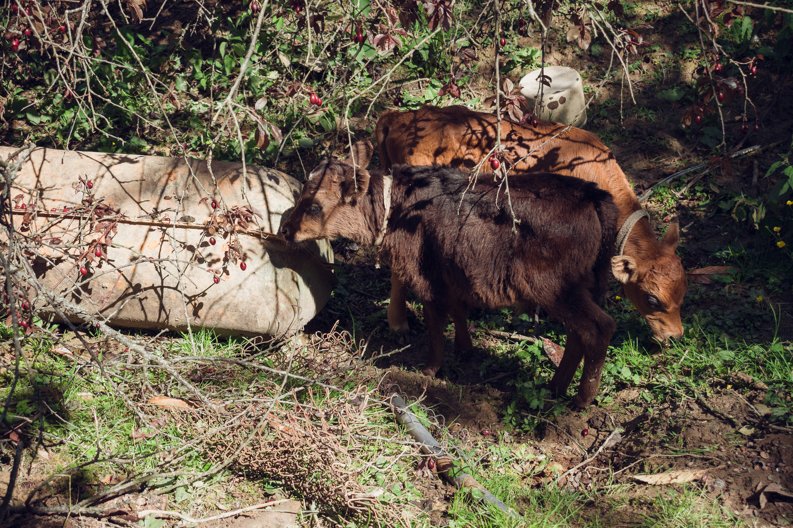 ITABUP, ABKHAZIA! - My, Abkhazia, Apsny, Travels, Vacation, Gudauta, Road trip, Tourism, Longpost