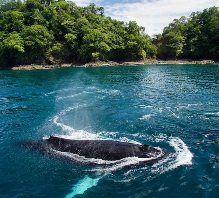 whale off the coast - Whale, Shore