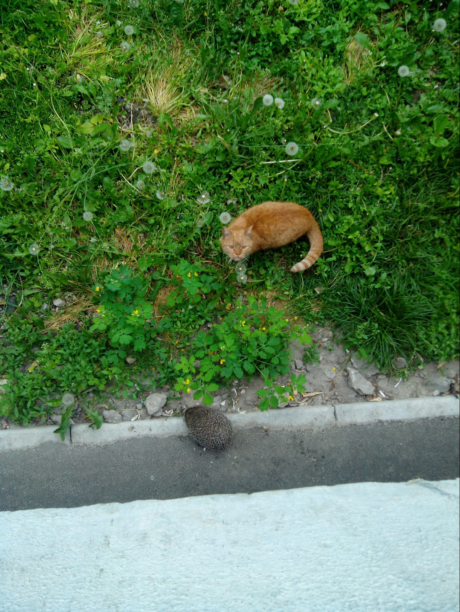 Hedgehog took food from the redhead - My, cat, Hedgehog, Food