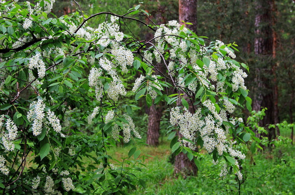 Bird cherry cold (c) - Text, Bird cherry, Copy-paste, Hello reading tags