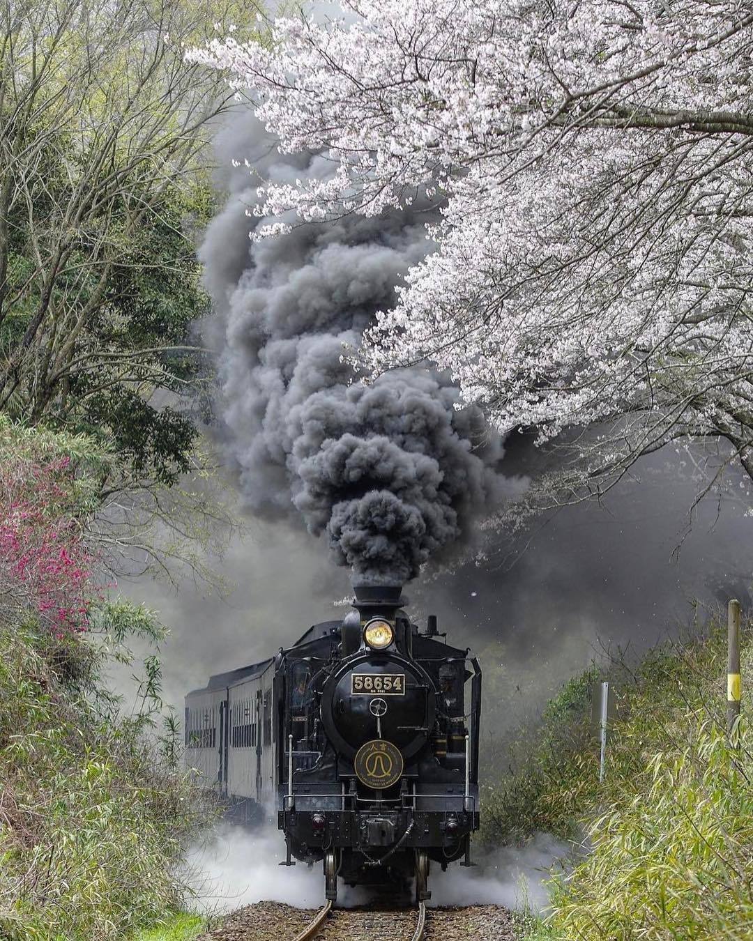 Japanese steam locomotive. - The photo, A train, Spring, Sakura, Japan