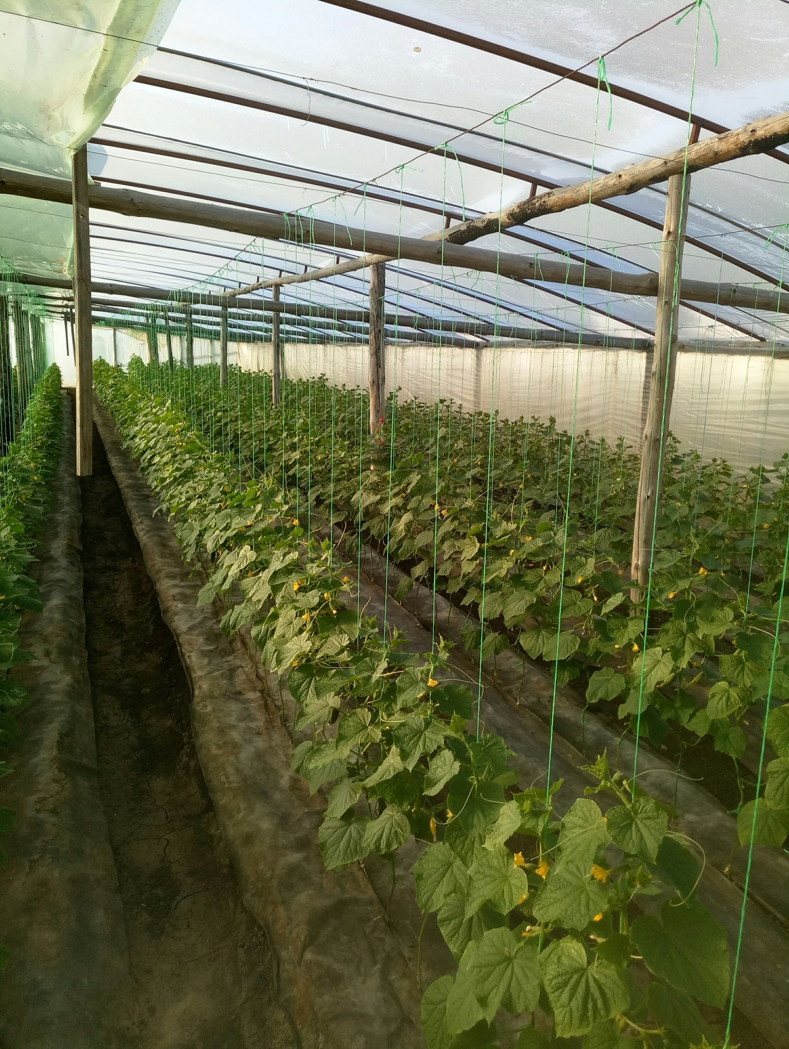 Just morning pickles =) - My, Cucumbers, Workplace, Longpost