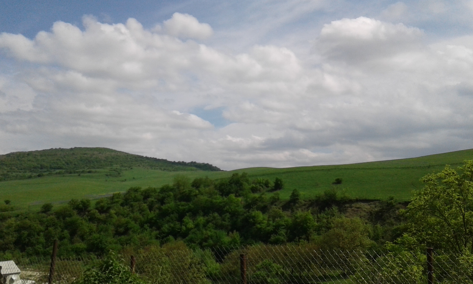 Nature - My, Nature, Greenery, Longpost