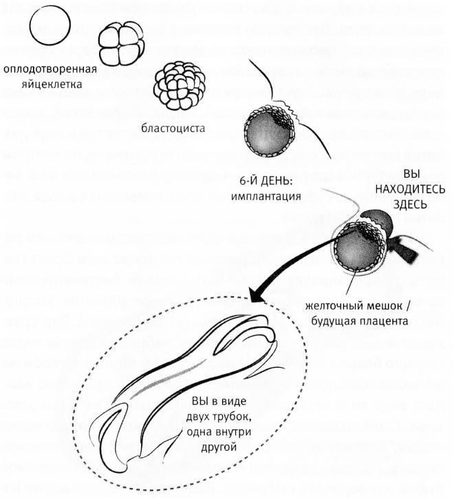 Evolutionary Legacy #3 - The science, Biology, Evolution, Evolution theory, Ontogenesis, A fish, , Longpost