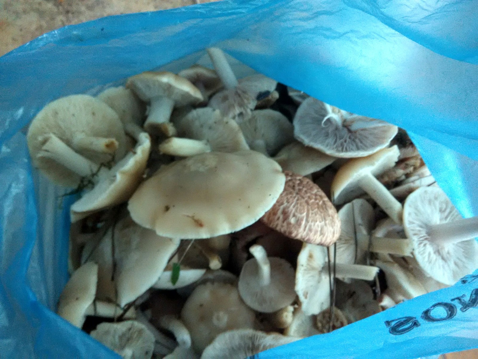 Went mushrooming - My, Mushrooms, Forest, Hobby, Pleasure