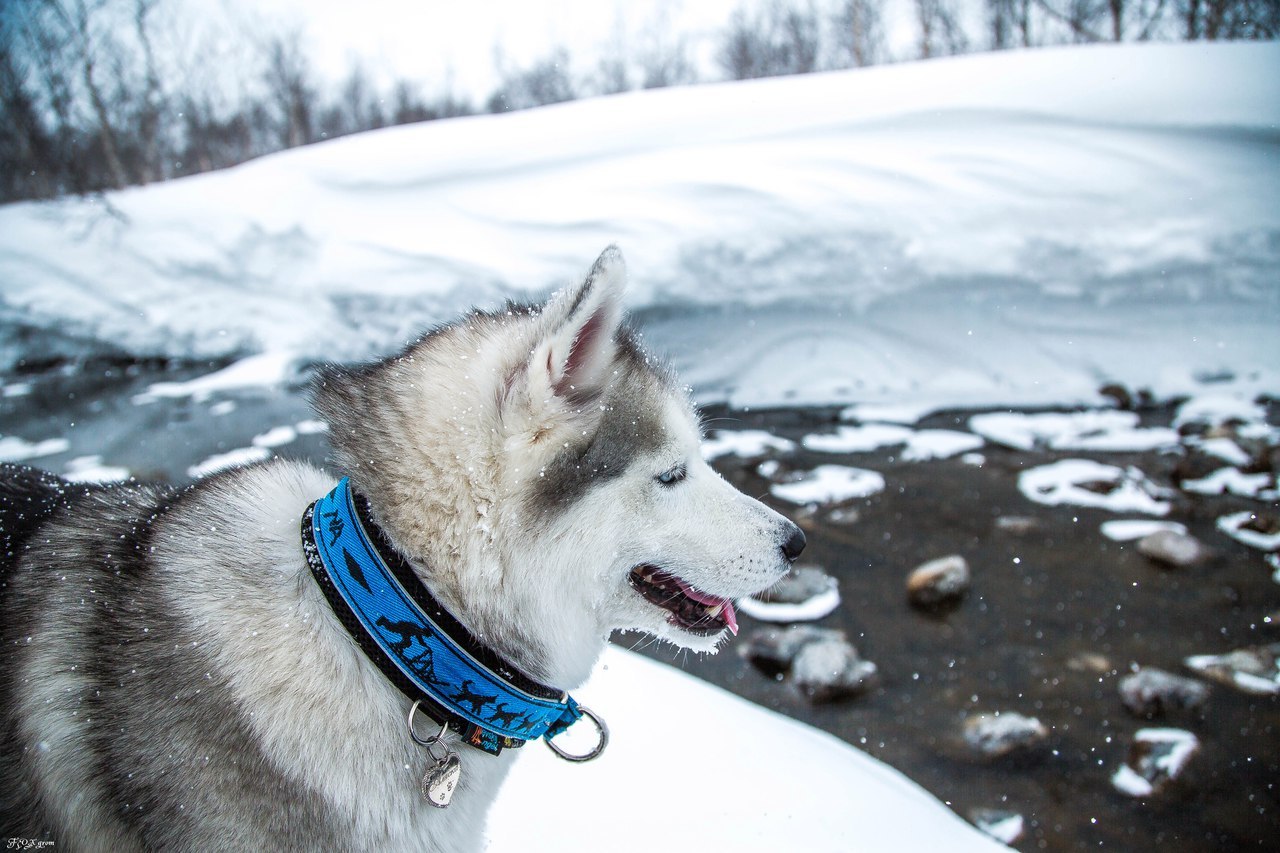 Spring in the Murmansk region - The photo, Husky, Dog, Murmansk region, Longpost