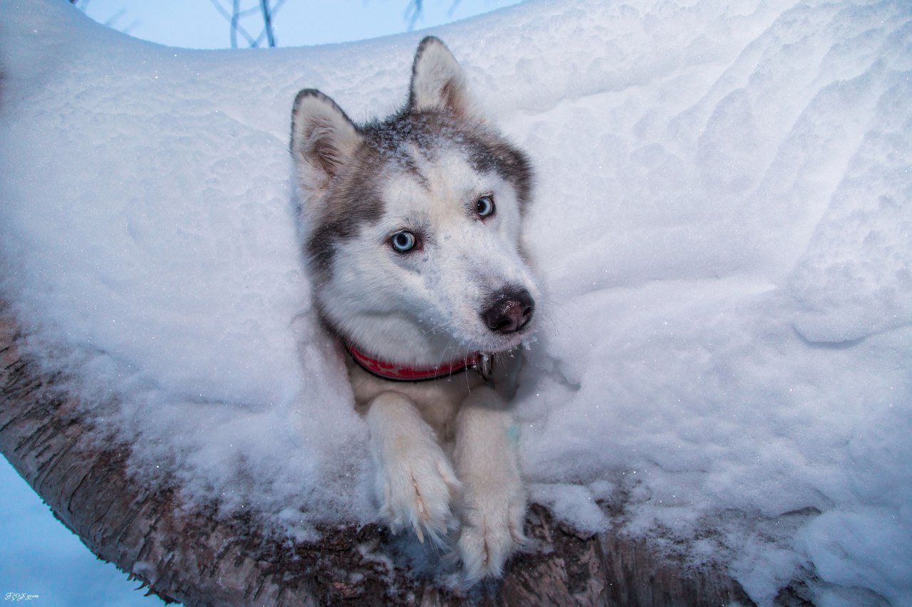 Spring in the Murmansk region - The photo, Husky, Dog, Murmansk region, Longpost