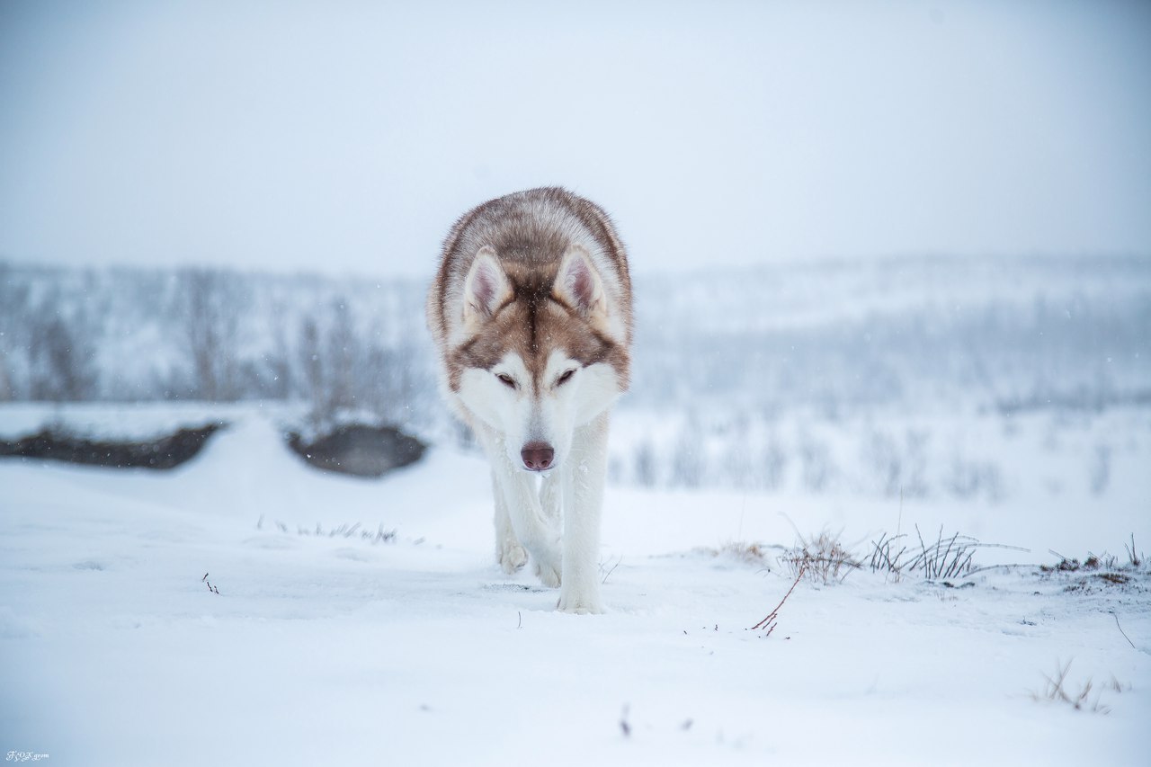 Spring in the Murmansk region - The photo, Husky, Dog, Murmansk region, Longpost