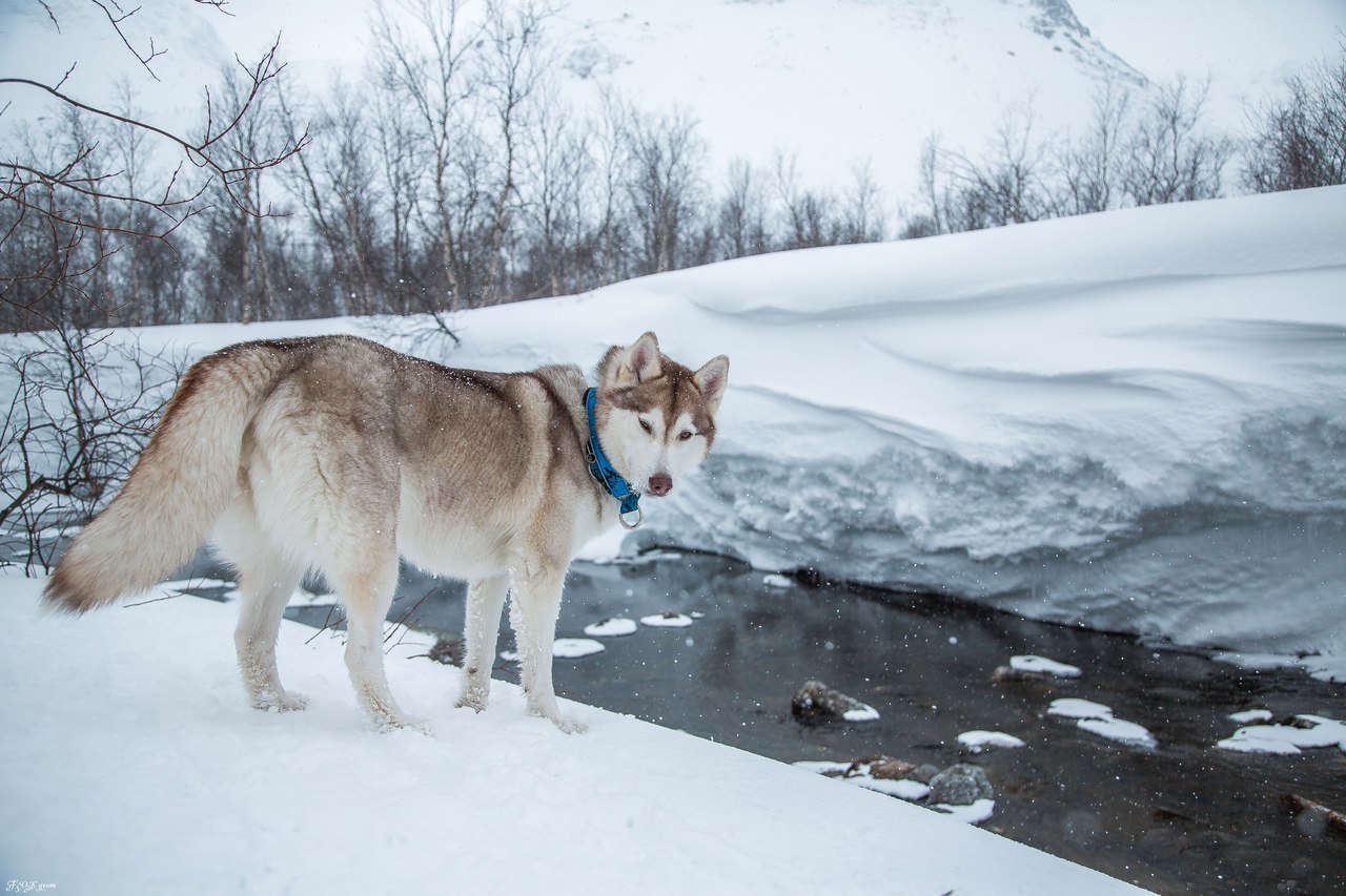 Spring in the Murmansk region - The photo, Husky, Dog, Murmansk region, Longpost