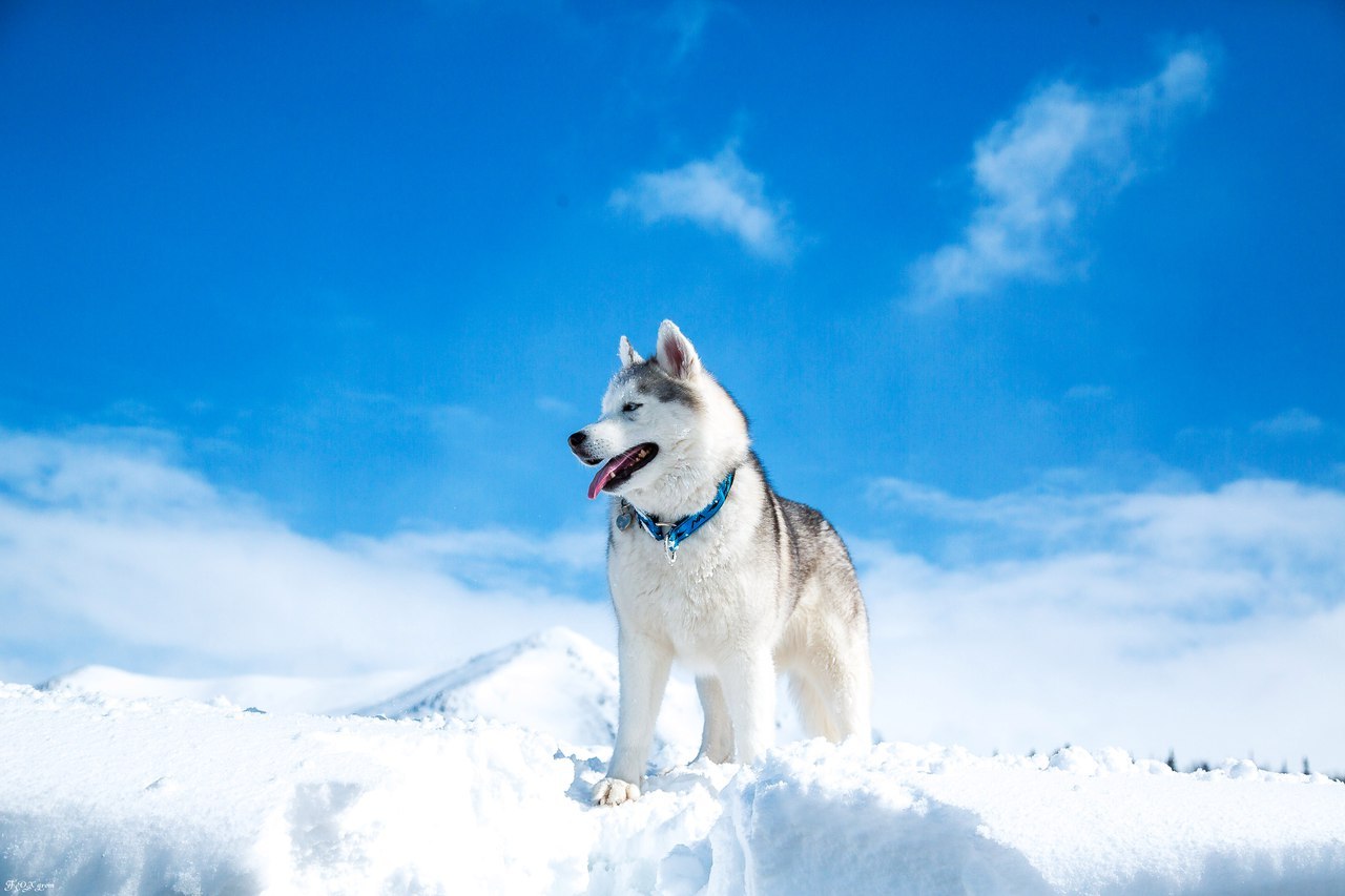 Spring in the Murmansk region - The photo, Husky, Dog, Murmansk region, Longpost