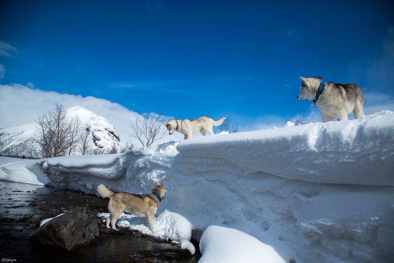 Spring in the Murmansk region - The photo, Husky, Dog, Murmansk region, Longpost