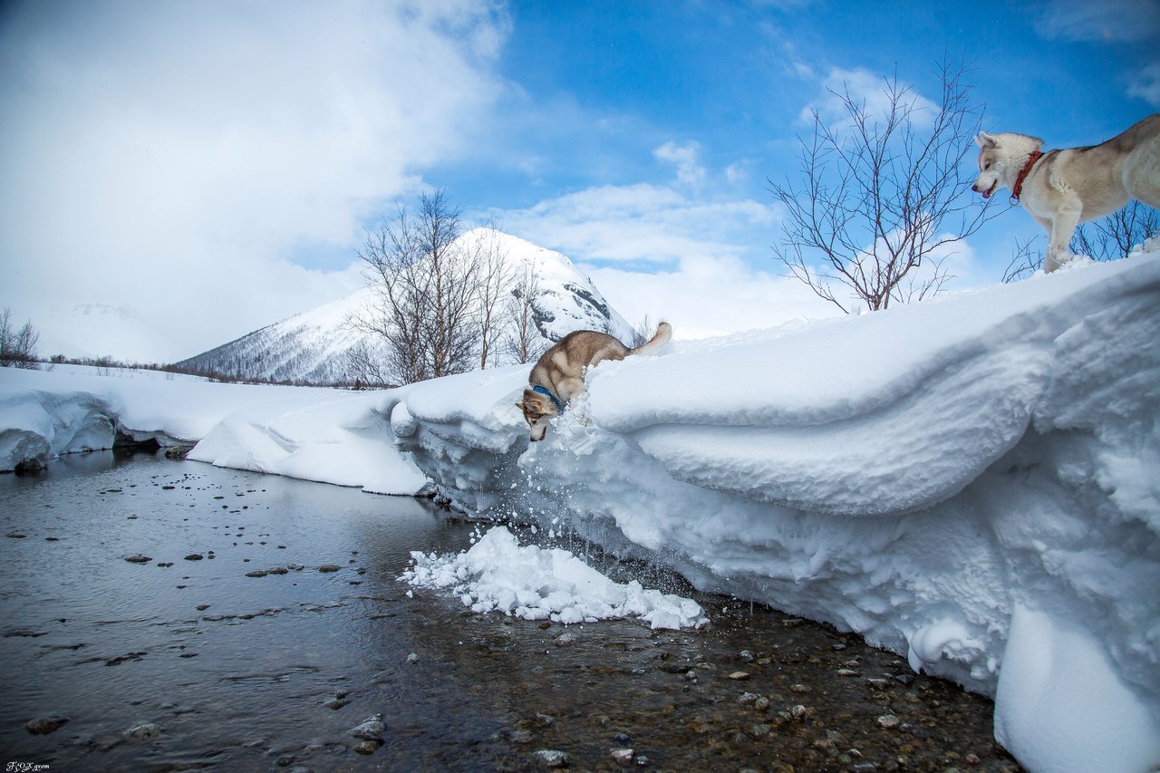 Spring in the Murmansk region - The photo, Husky, Dog, Murmansk region, Longpost