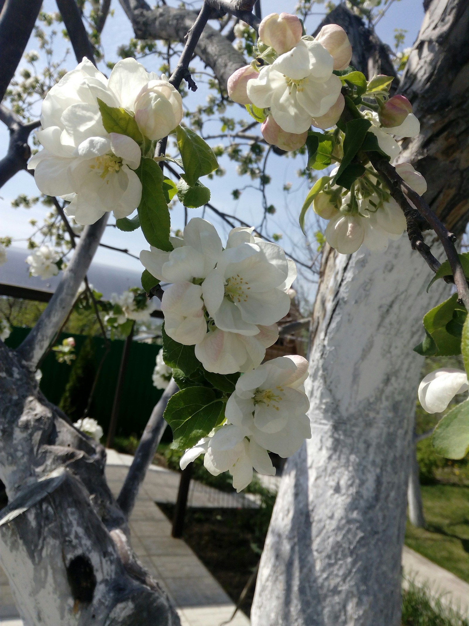 Apple tree flowers - My, The photo, Dacha, Apple tree